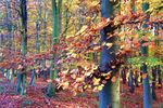A beautiful november walk around Ickworth House grounds yielded so many magnificient shots. This  one will simply have to be captured with paint as well - a winter project!!