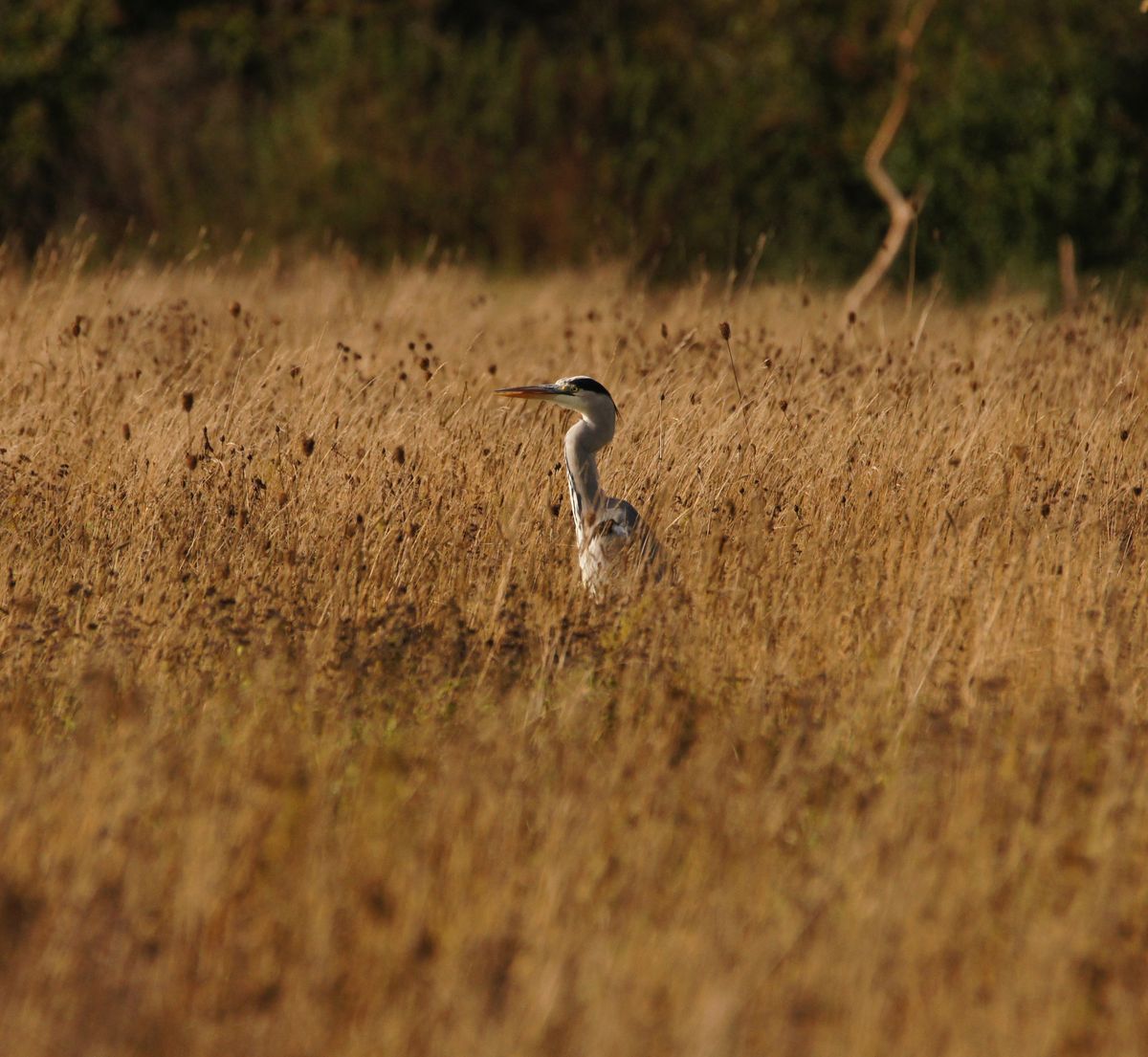 Heron