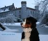 Djengo mijn Berner Blij , met de mooie sneeuw !!