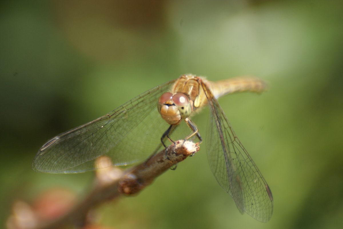 Dragonfly