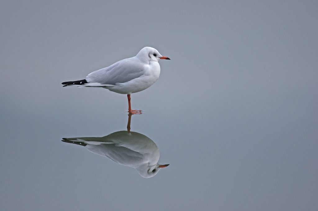 This chap is stood on a frozen lake at our local Nature Discovery Center.