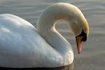 I have never seen a Swam asleep but I did today and they are graceful even when they are asleep.