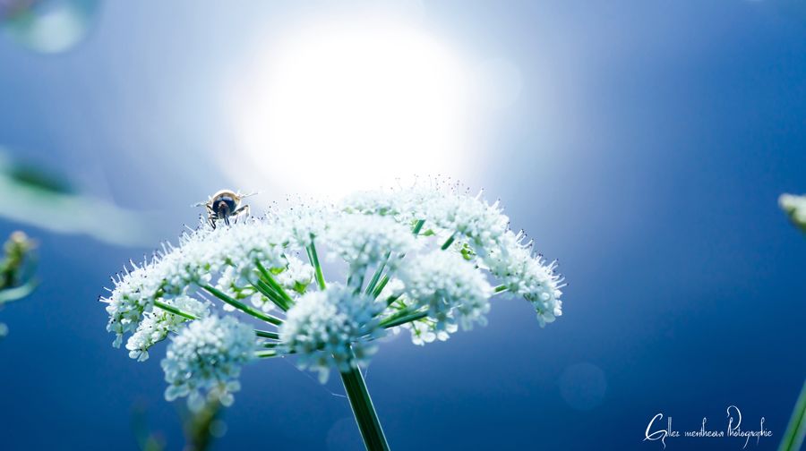 L'abeille et la carotte sauvage