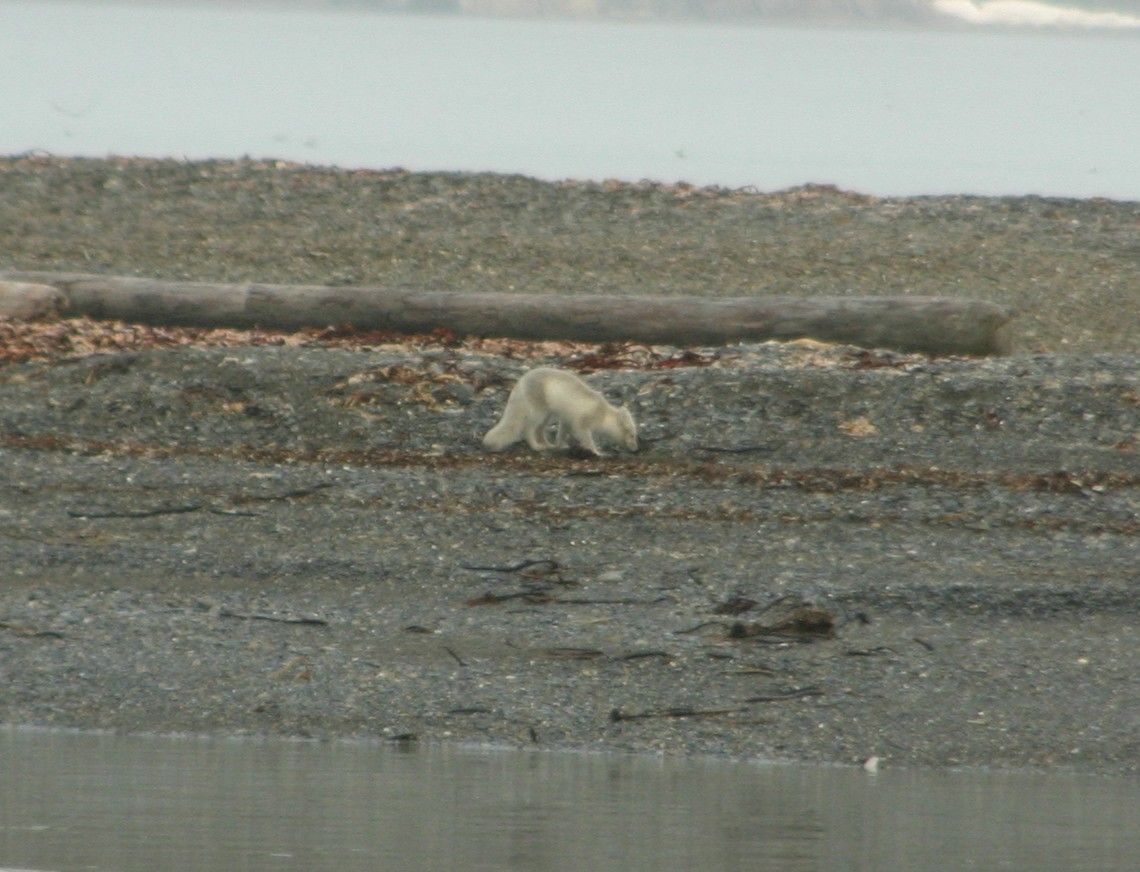 renard polaire aux Svalbard