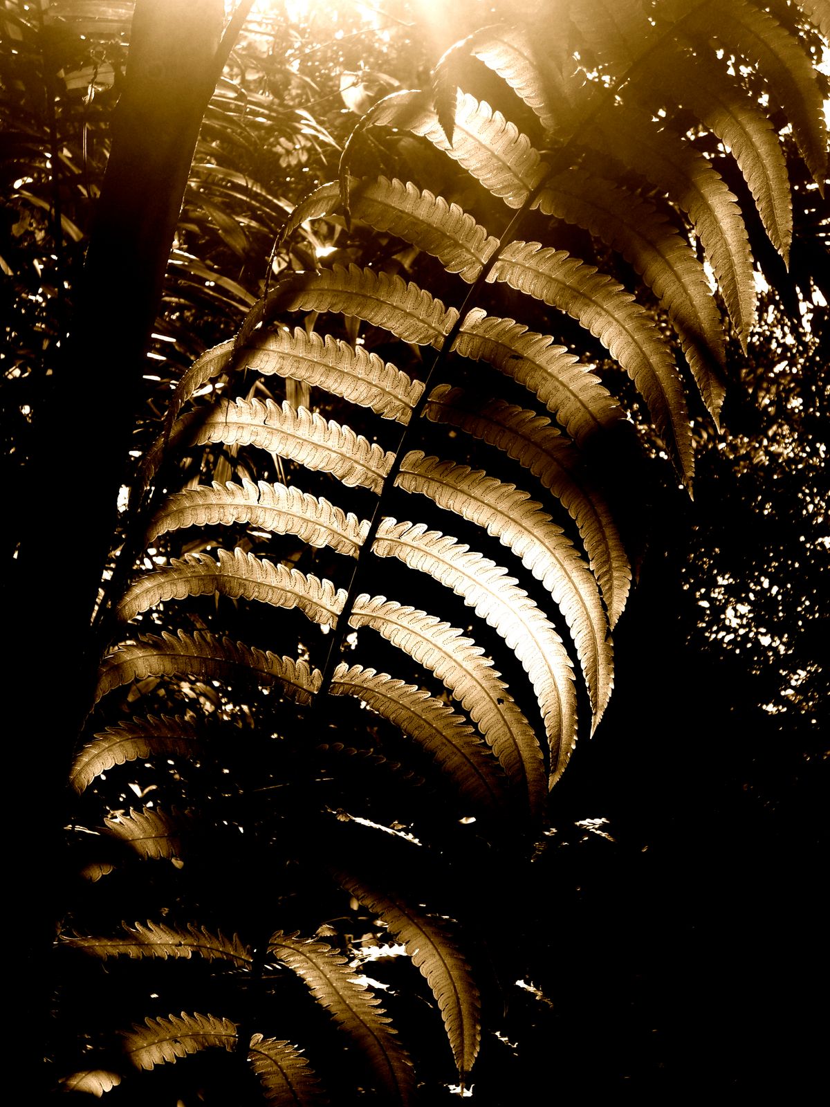 Fern plant radiating with the evening light in the tropics.
