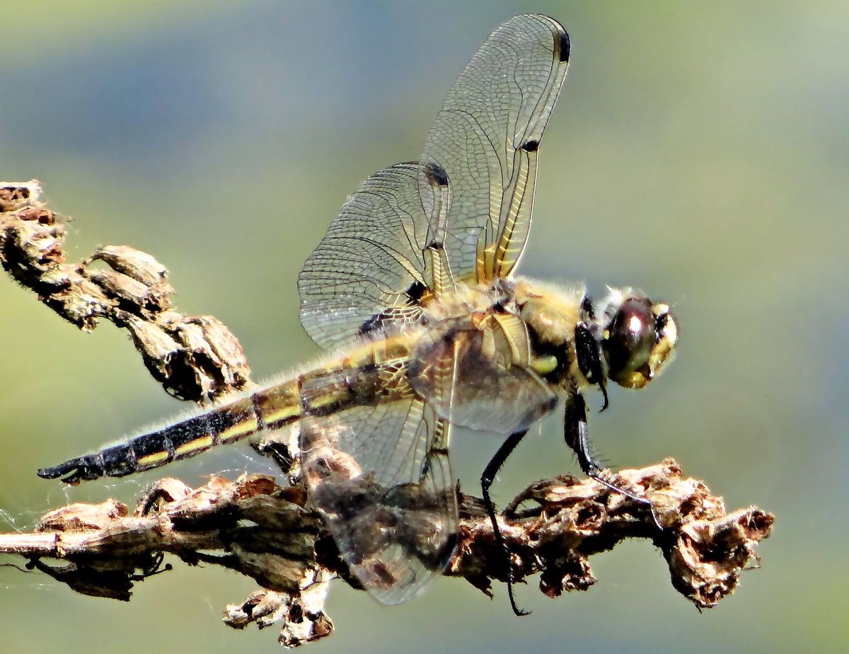 Libelle am Frickenhäuser Weiher, Rhön