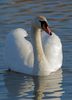 This beautiful Swan calls its home Thatcham Nature Discovery Center in Berkshire.