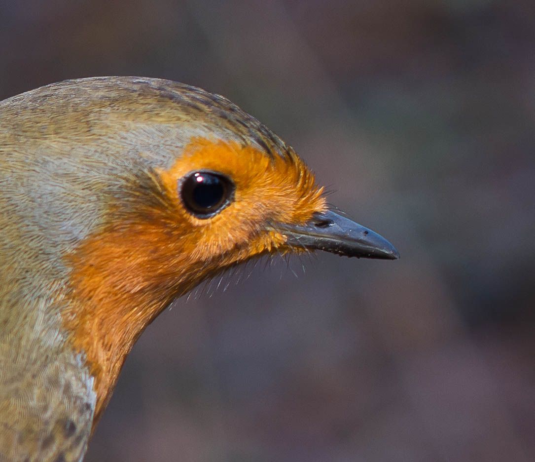 Close up of a Robin