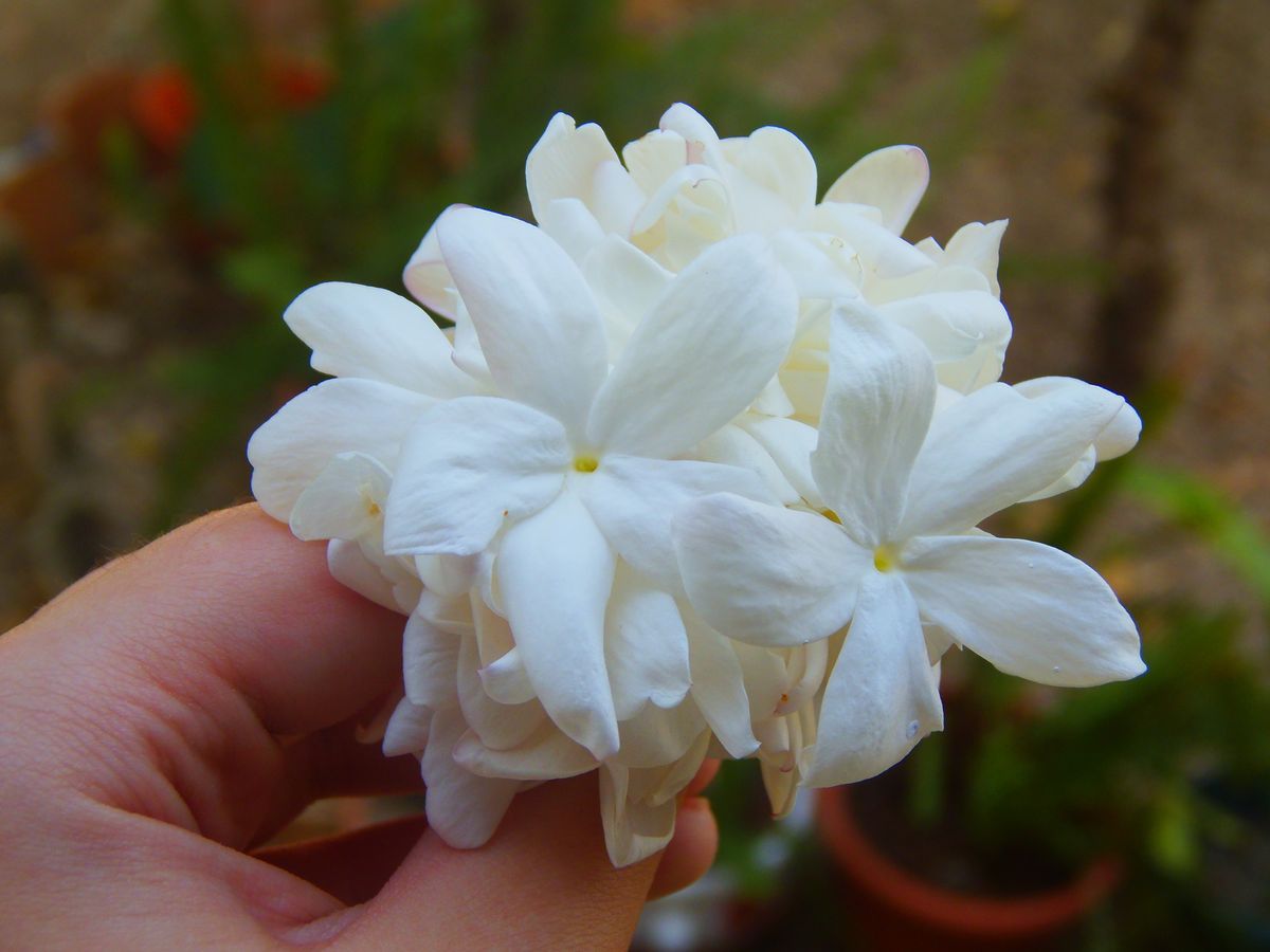 jasmin