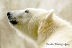 Siku is very popular in Toledo Zoo.