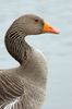 This beautiful Goose paid a rare visit to the local nature discovery center.  I love the textures in the plumage on the Goose's neck and the colour of its beak.  It was taken with a Sony a77 SLT, Sony 70-200mm F2.8 G lens.