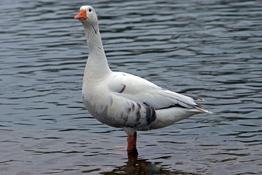 The beautiful Goose lives at Thatcham Nature Discovery Center.