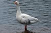 The beautiful Goose lives at Thatcham Nature Discovery Center.