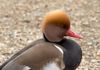 This beautiful duck lives at Thatcham Nature Discovery Centre in West Berkshire.  It is one of only 28 breeding pairs left.