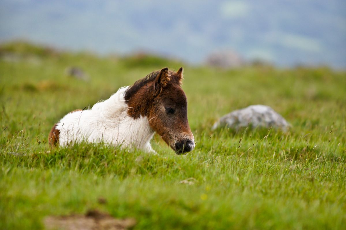This is a semi wild foal just chilling on dartmoor