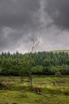 dead tree