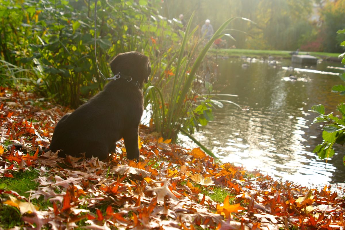 Hund am See