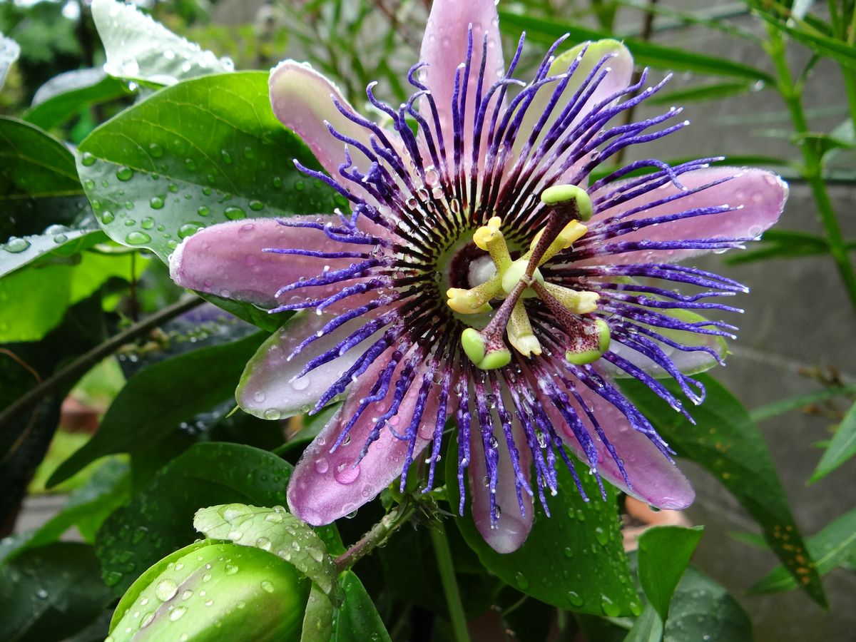 passiflora