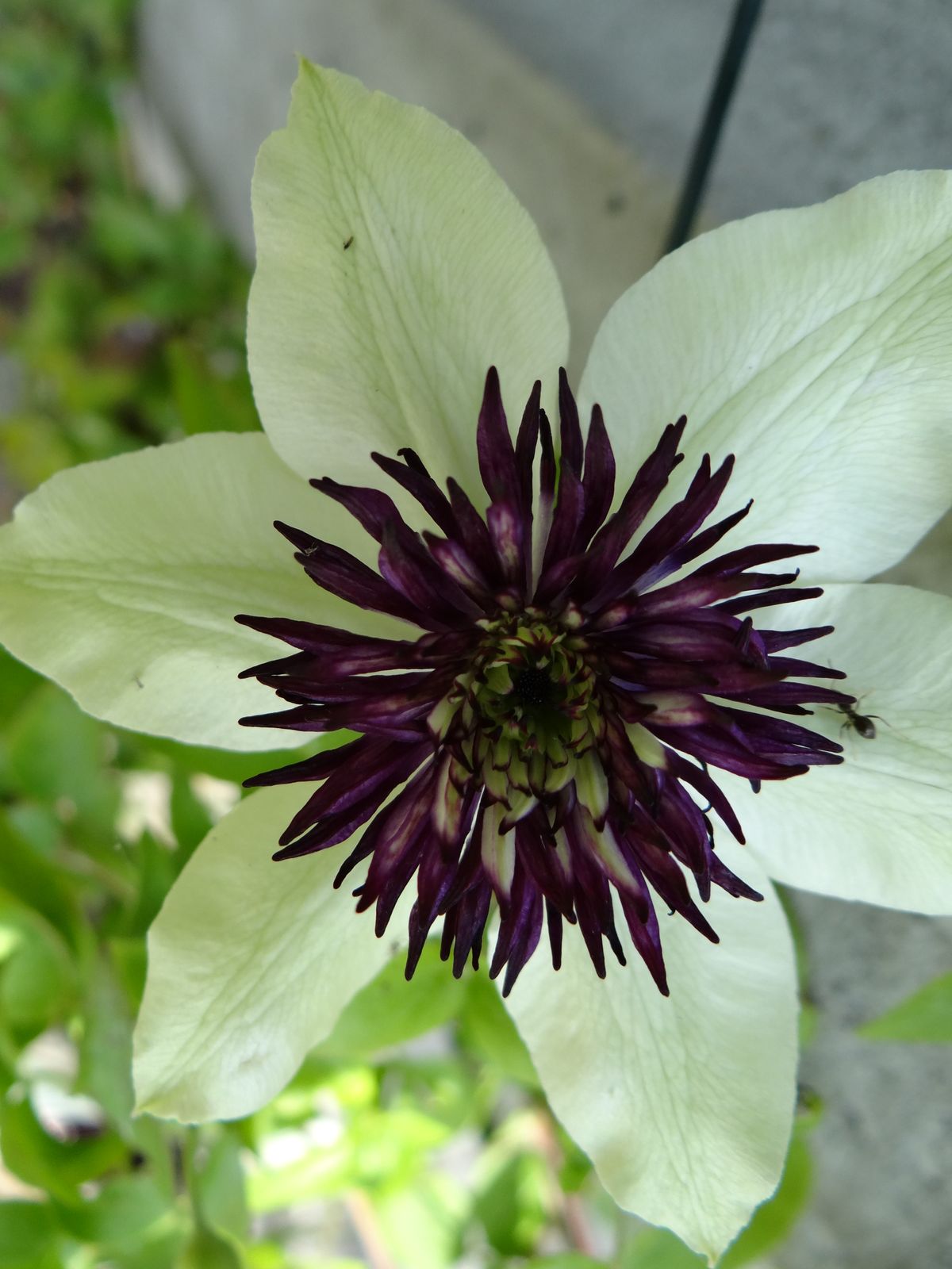 clematis