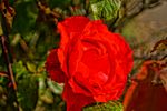 A rose in early morning sun