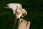 Kestrel eating field mouse