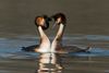 Great Crested Grebe