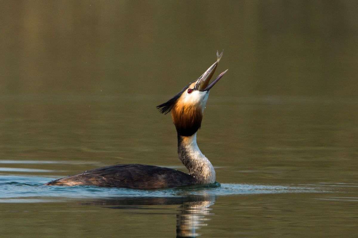 Great Crested Grebe