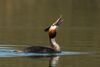 Great Crested Grebe