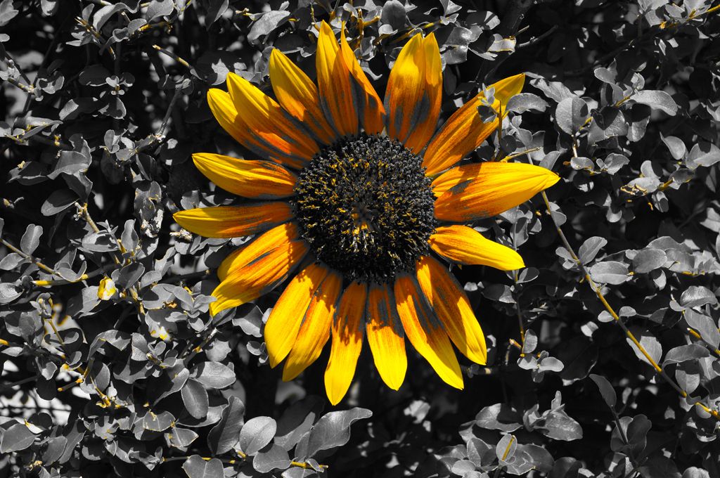 Giallo e nero
