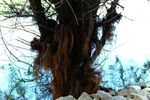 Lo strano albero
