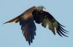 Wet Red Kite