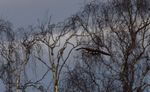 DSC08885.JPG
