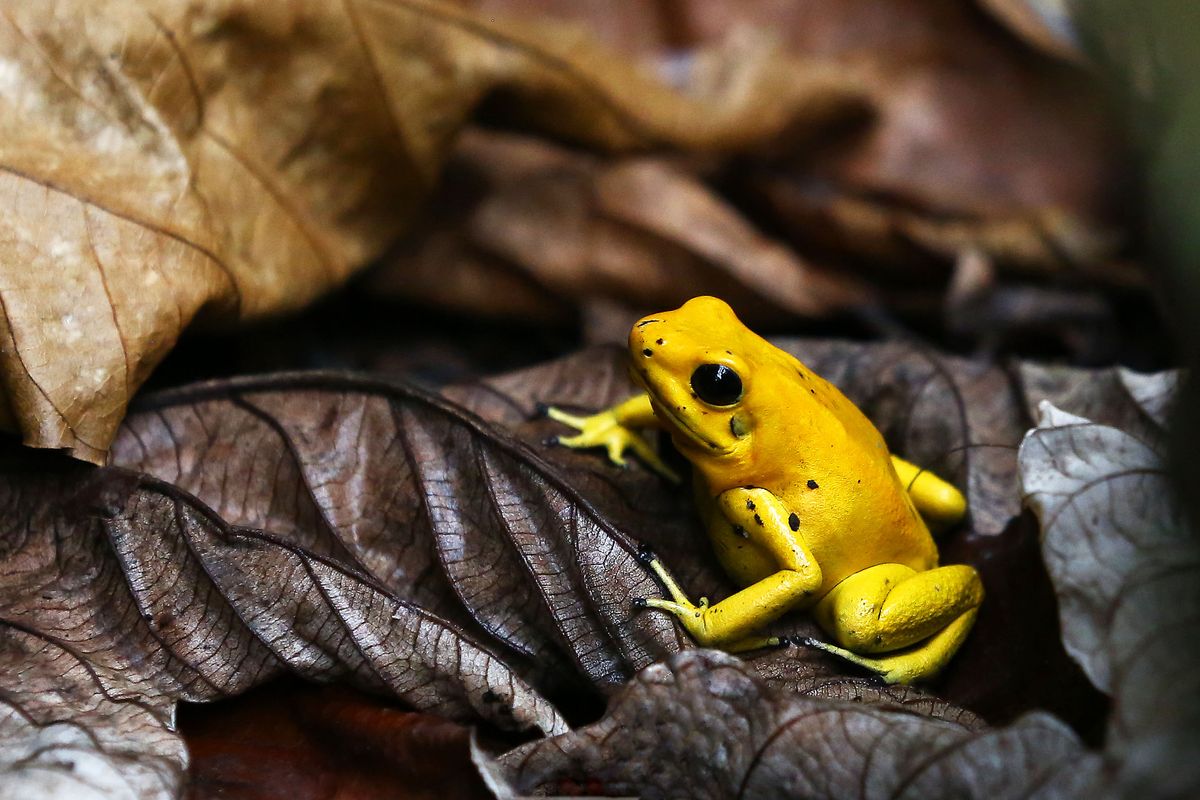 Golden poison frog