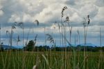 Schilfhalme im Ried