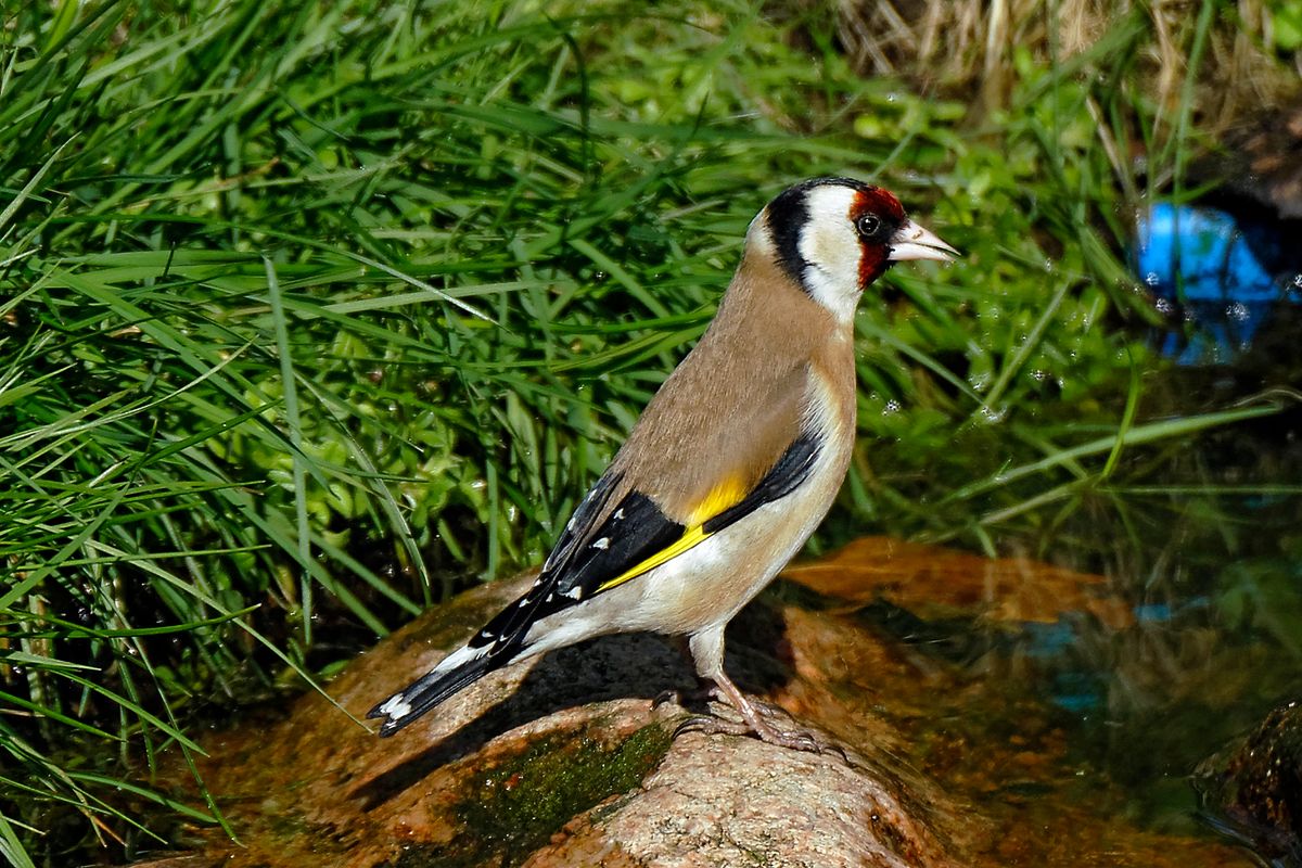 Diese Aufnahme entstand in APS-C Modus, mit 900mm, Äquivalent zu 35 mm, mit einen Tamron SP 150-600mm