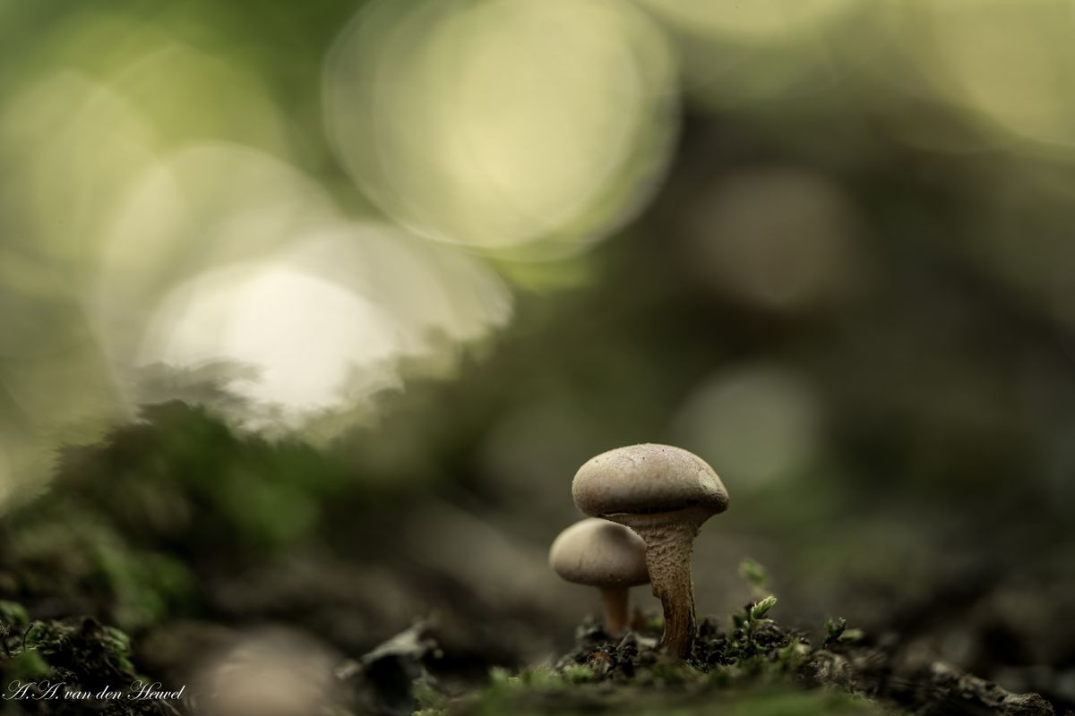 magie in het bos