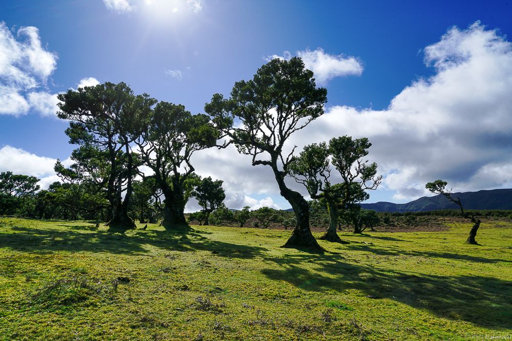 Madeira ....