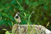 Spatz