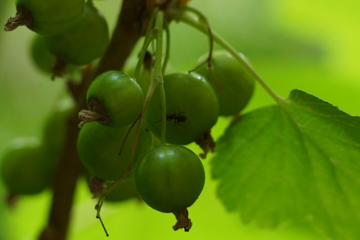 Schwarze Johannisbeeren