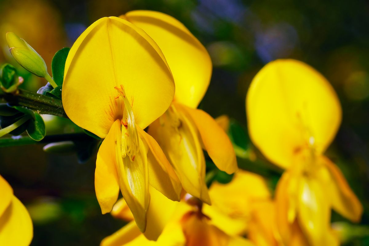 Diese goldgelben Schmetterlingsblüten waren passen zum Thema, dies Woche in unsern Garten an einen Besenginster / Schmetterlingsblütengewächs zu finden. Da hier immer noch  keine EXIF-Daten Angezeigt werden !  Aufgenommen mit: Sony Alpha α 99II, Minolta Macro 2.8/100mm und Sony HVL-F43AM, Blende: 13, Verschlusszeit: 1/250s, ISO: 80