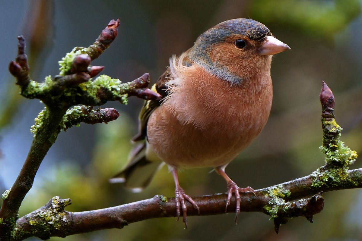 In Gegensatz zu vielen anderen heimischen Vögeln, gehen Buchfinken nicht ins Vogelhaus. Der Buchfink fühlt sich am Boden sicherer und frisst das Futter, das vom den Vogelhaus heruntergefallen ist.