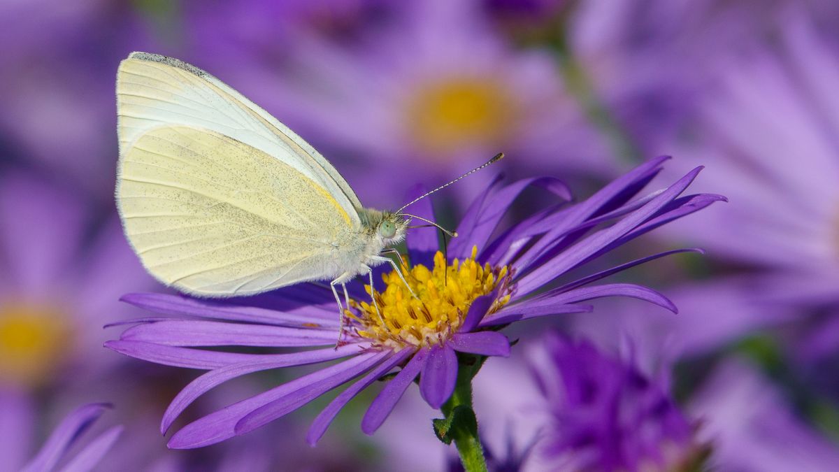 Pieris brassicae (groot koolwitje)