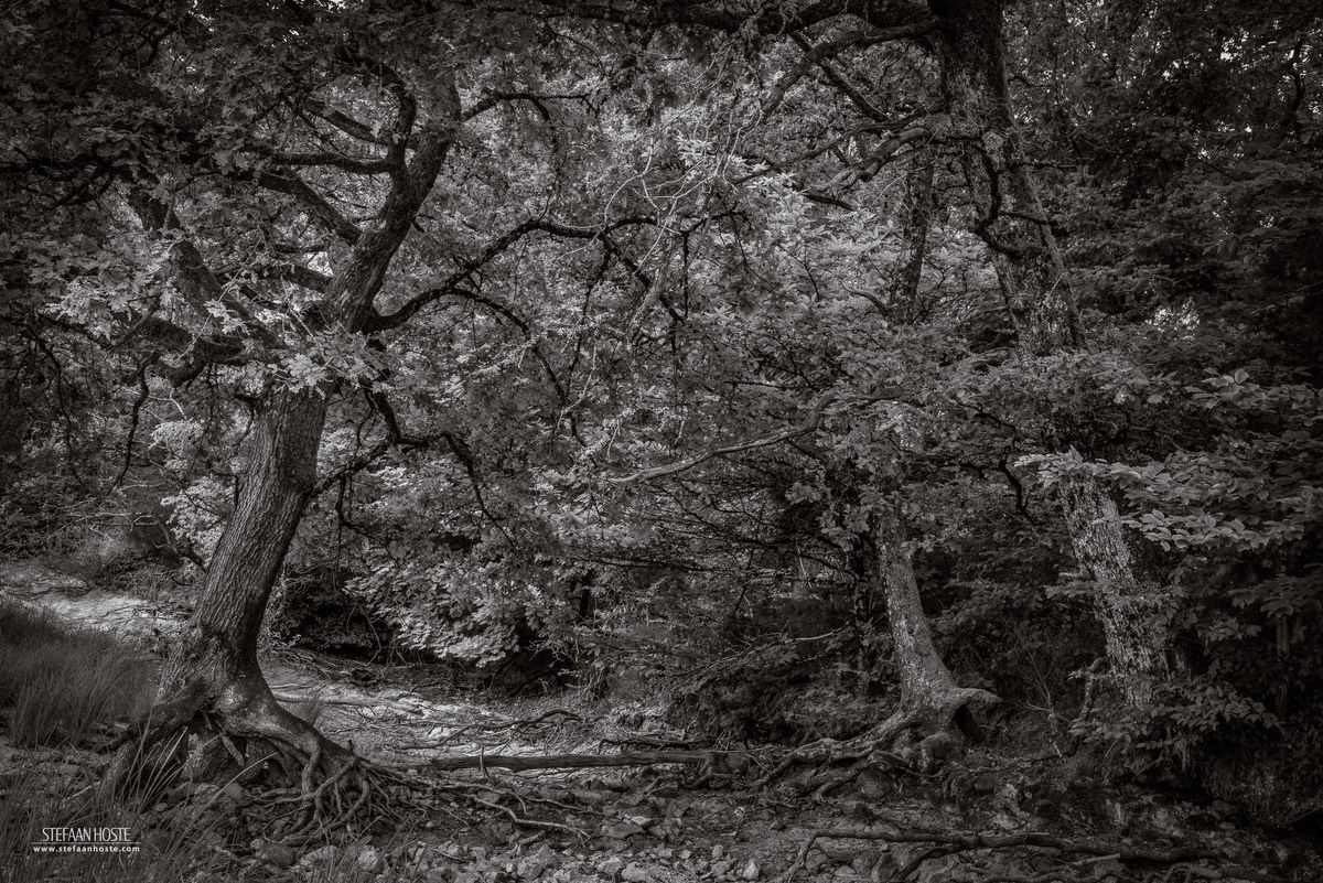 Forest by Lac de Pannecière