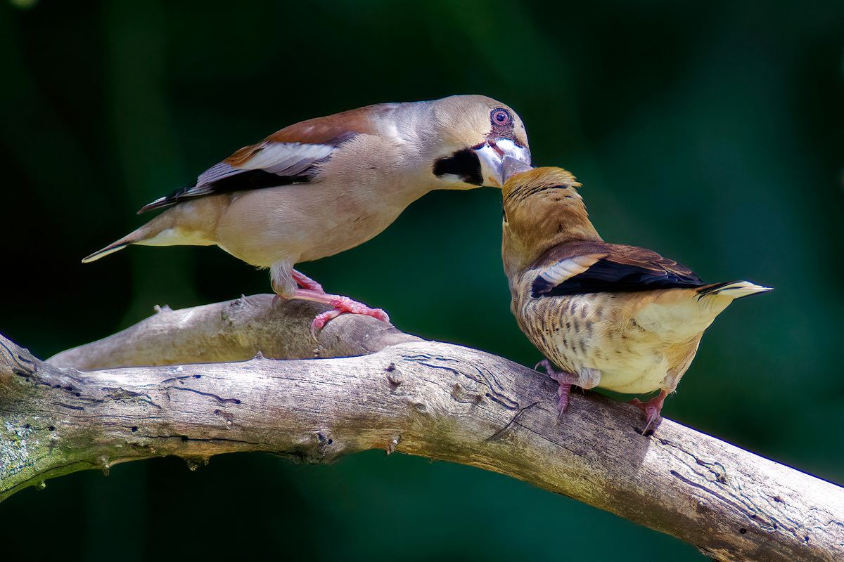 Ein Kernbeißer Jungvogel wird gefüttert / Part 1