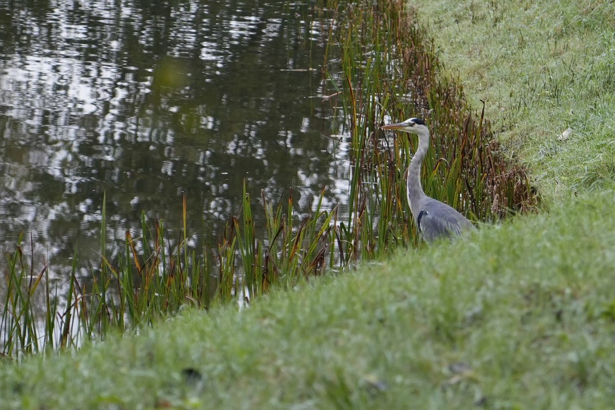 Reiger langs de kant van sloot