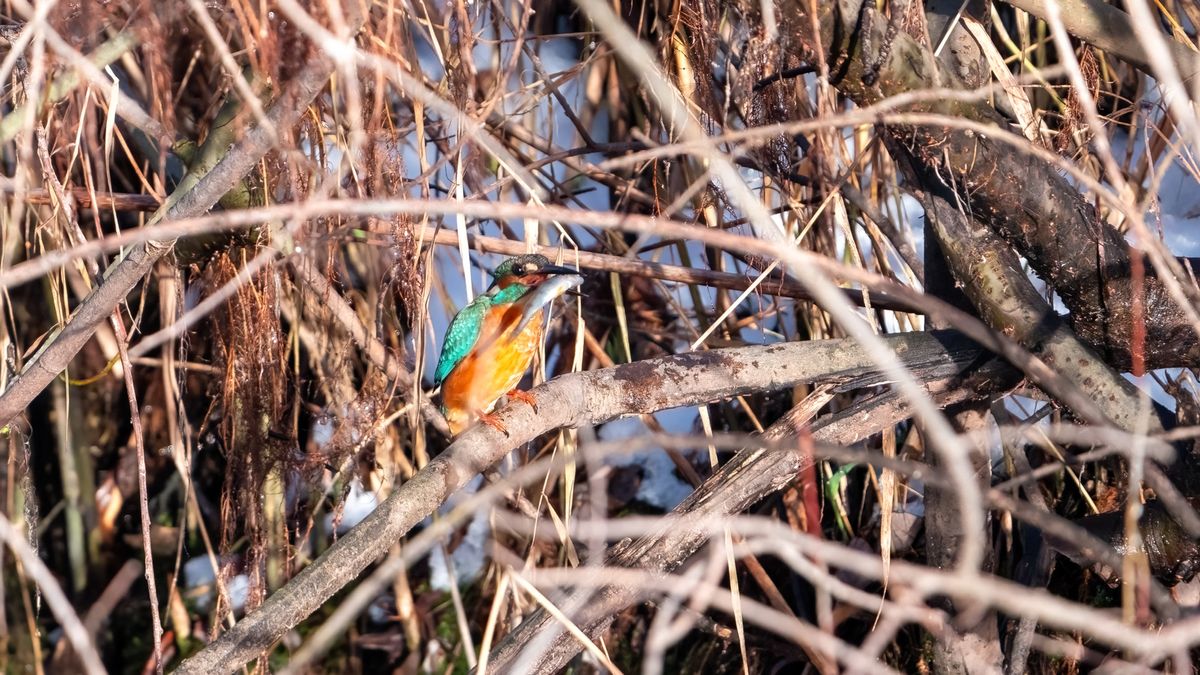 Eisvogelmännchen 600mm