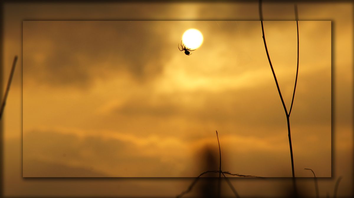 sunspider