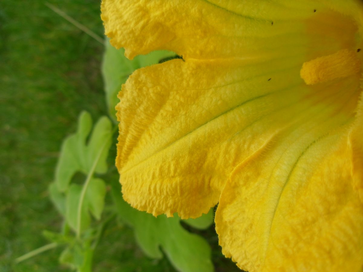 Jaune