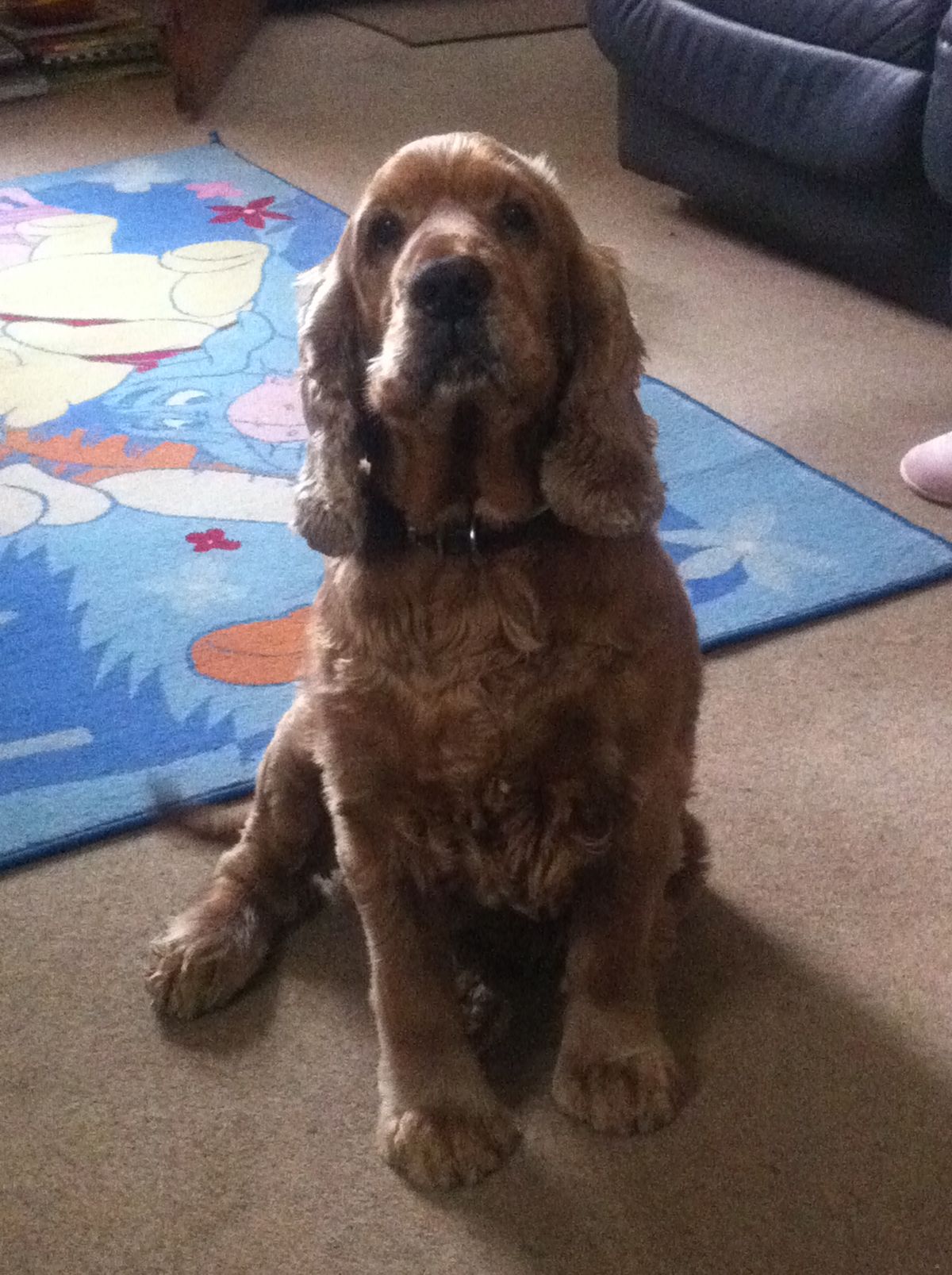This is my dog Brandy aged 12yrs