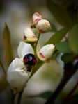 Renouveau de fleurs printanières